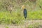 Rare male Lesser adjutant stork