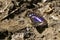 A rare male Purple Emperor Butterfly Apatura iris perched on the ground probing for minerals.