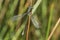 A rare male Scarce Emerald Damselfly Lestes dryas perched on a reed.