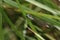 A rare male Scarce Emerald Damselfly, Lestes dryas, perching on a reed at the edge of a stream.