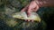 A rare Marble Trout with a fly in its mouth in a fishing net, Slovenia