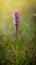 Rare Marsh Orchid - Dactylorhiza incarnata meadow in summer time. Grassland