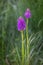 Rare Marsh Orchid - Dactylorhiza incarnata meadow in summer time. Grassland