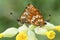 A rare mating pair of Duke of Burgundy Butterfly Hamearis lucina perched on a cowslip flower.