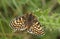 A rare mating pair of Glanville Fritillary Butterflies Melitaea cinxia found on mainland Britain.