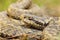 The rare meadow viper, closeup