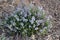Rare medical plant mother-of-thyme in steppe