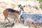 Rare Menelik bushbuck, Ethiopia, Africa wilderness