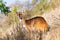 Rare Menelik bushbuck, Ethiopia, Africa wilderness