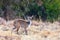 Rare Menelik bushbuck, Ethiopia, Africa wilderness