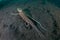 Rare Mimic Octopus Swims Over Black Sand