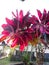 rare moments of flowering red andong ornamental plants