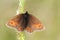 A rare Mountain Ringlet Butterfly Erebia epiphron perched on a plant in the mountains of the lake district.