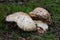 Rare mushroom Catathelasma imperiale in spruce forest.