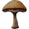 Rare Mushroom Fungus