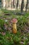 Rare Mushroom Golden Mushroom Aureoboletus projectus