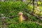 Rare Mushroom Golden Mushroom Aureoboletus projectus