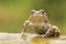 Rare natter jack toad Epidalea calamita