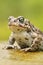 Rare natter jack toad Epidalea calamita