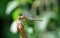 Rare Norfolk Dragonfly on twig with out of focus background alternative name Norfolk Hawker or Green Eyed  Hawker.