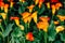 Rare orange flowers of Zantedeschia, calla lilies with dark green leaves. Beautiful flowers for exotic botanic