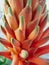 Rare orange plant named torch lily, macro photo