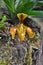 The rare orchid, Paphiopedilum villosum