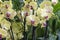 rare orchid phalaenopsis close-up in a greenhouse