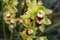 rare orchid phalaenopsis close-up in a greenhouse