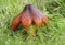 Rare original not edible mushroom