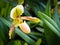 Rare Paphiopedilum orchid flower.