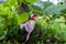 Rare Parrot flower a similar shape of parrot hanging on stem