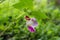 Rare Parrot flower a similar shape of parrot hanging on stem