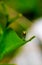 Rare photography, Caterpillar hood up to look like a snake. Macro photo of a caterpillar with black and yellow striped body.