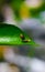 Rare photography, Caterpillar hood up to look like a snake. Macro photo of a caterpillar with black and yellow striped body.