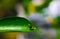 Rare photography, Caterpillar hood up to look like a snake. Macro photo of a caterpillar with black and yellow striped body.