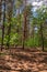 Rare pine forest on a sunny day