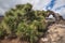 Rare pine tree alive lying and growing on the floor