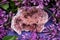 Rare Pink Amethyst Geode Cluster from Patagonia, Argentina. Surrounded by purple lilac flower.