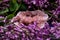 Rare Pink Amethyst Geode Cluster from Patagonia, Argentina. Surrounded by purple lilac flower.