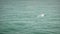 rare pink dolphin swimming