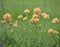 Rare, pink Indian Paintbrush plant in full bloom