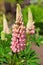 Rare pink Lupin flower
