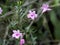 Rare pink wild flowers in Thailand