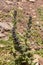 A rare plant (Ajuga orientalis) grows in the mountains close-up