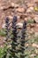 A rare plant (Ajuga orientalis) grows in the mountains close-up