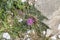 Rare plant Centaurea raphanina ssp. mixta DC. Runemark growing on a rock close-up