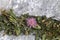 Rare plant Centaurea raphanina ssp. mixta DC. Runemark growing on a rock close-up
