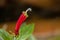 Rare plant flower of rain forest in high mountain tropical Bolivia. Macro