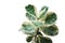 Rare plant with variegated leaves of fiddle-leaf fig tree Ficus lyrata the popular ornamental tree tropical houseplant isolated
